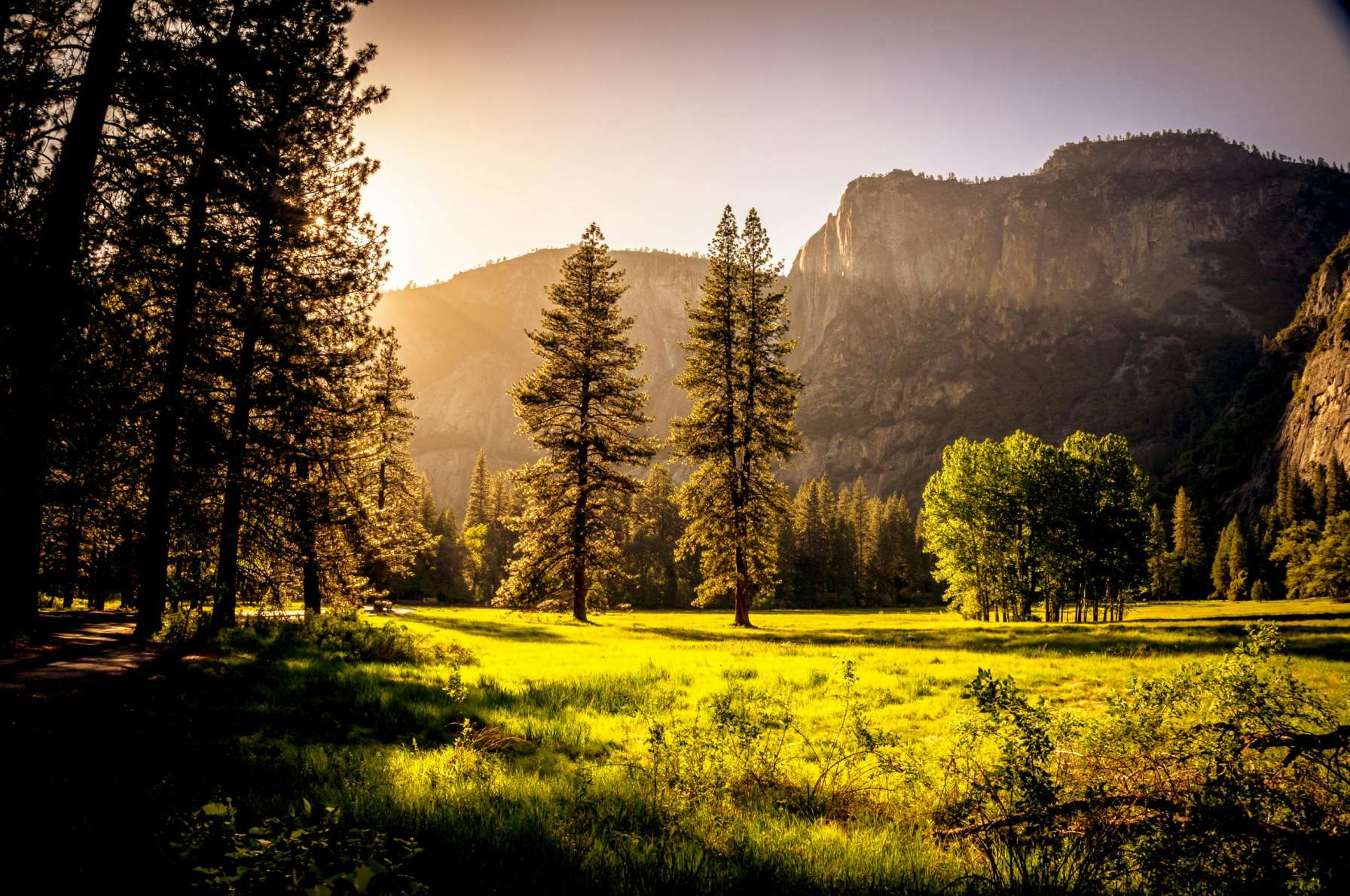 forest