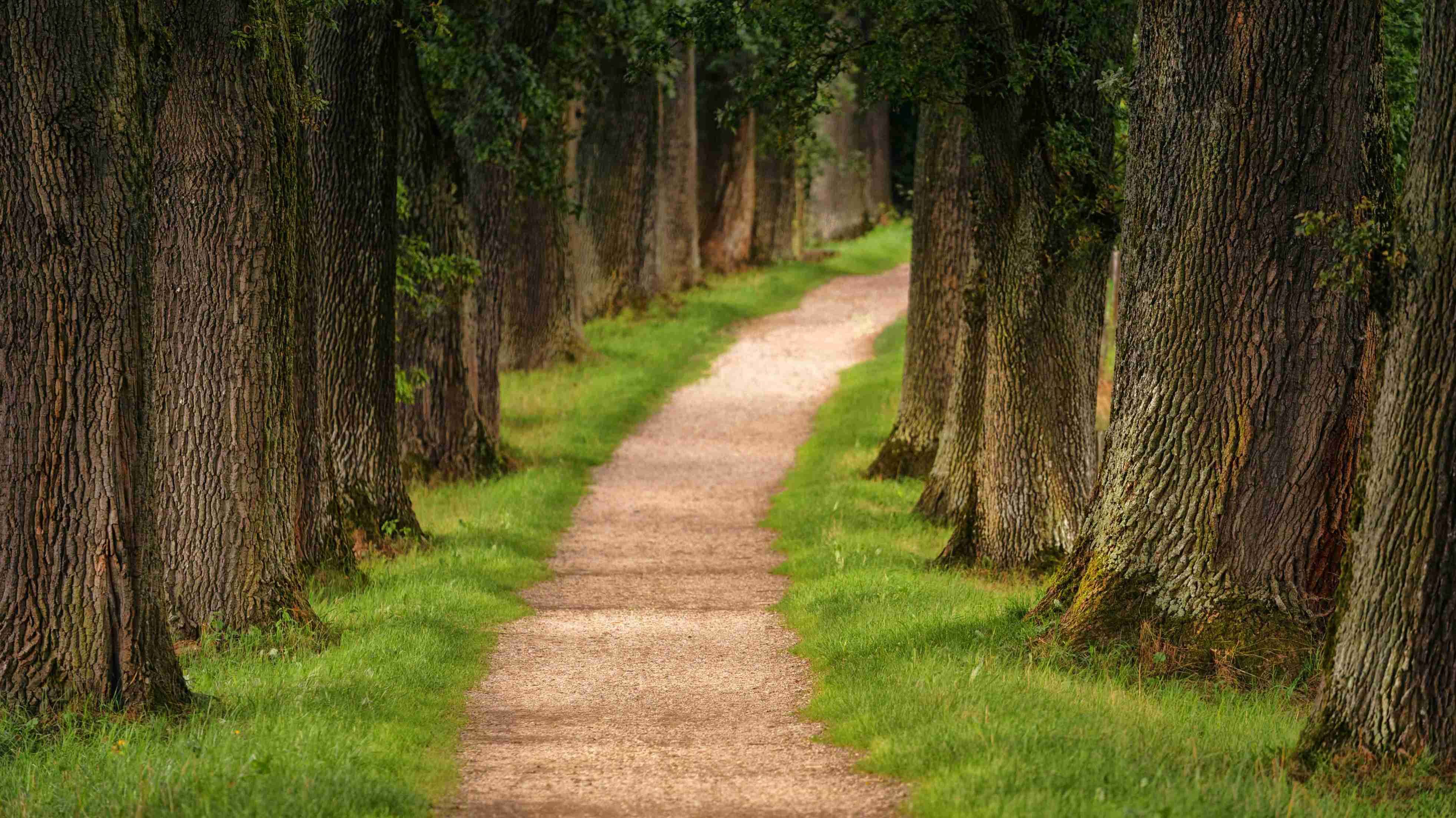 forest lane