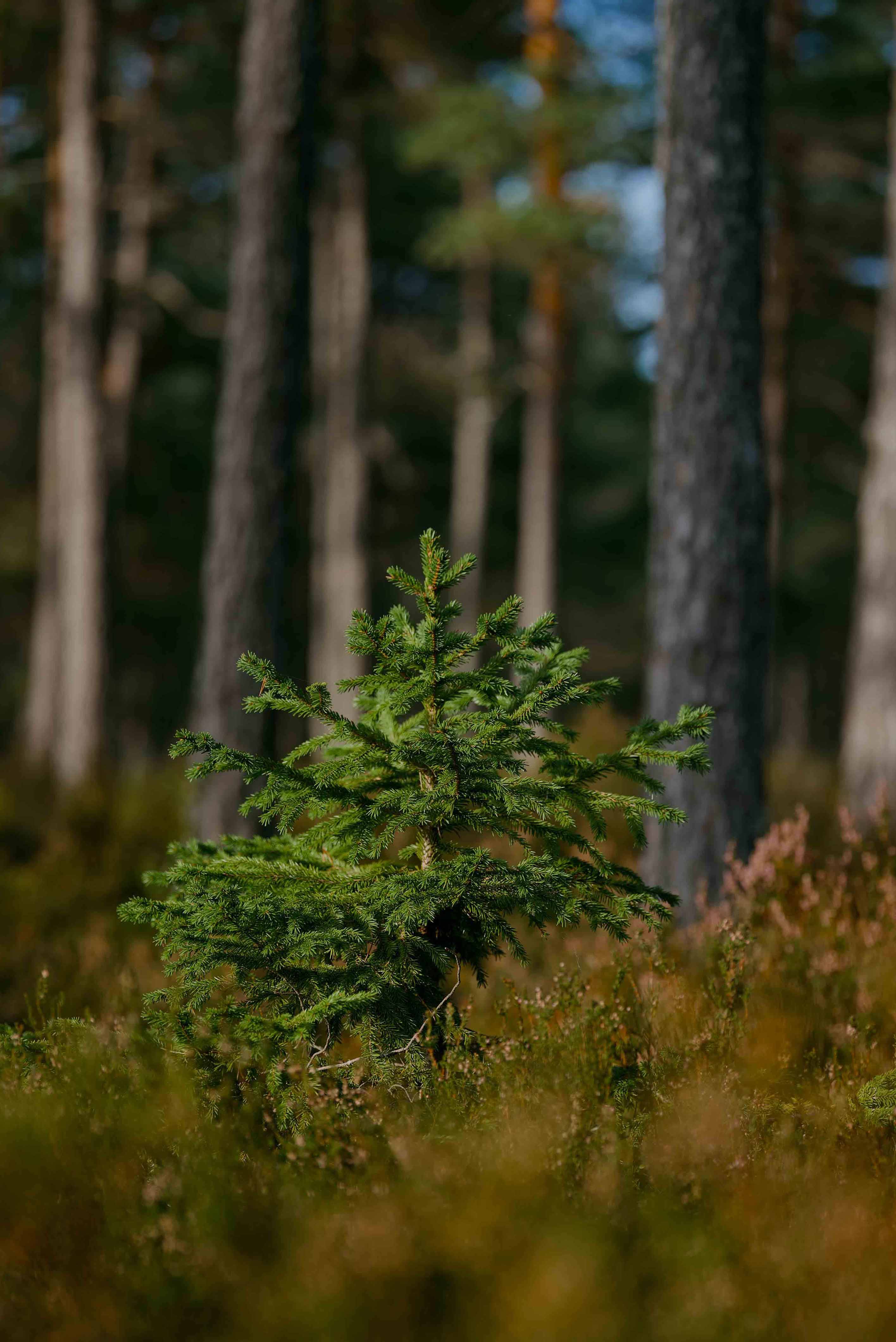 reforestation