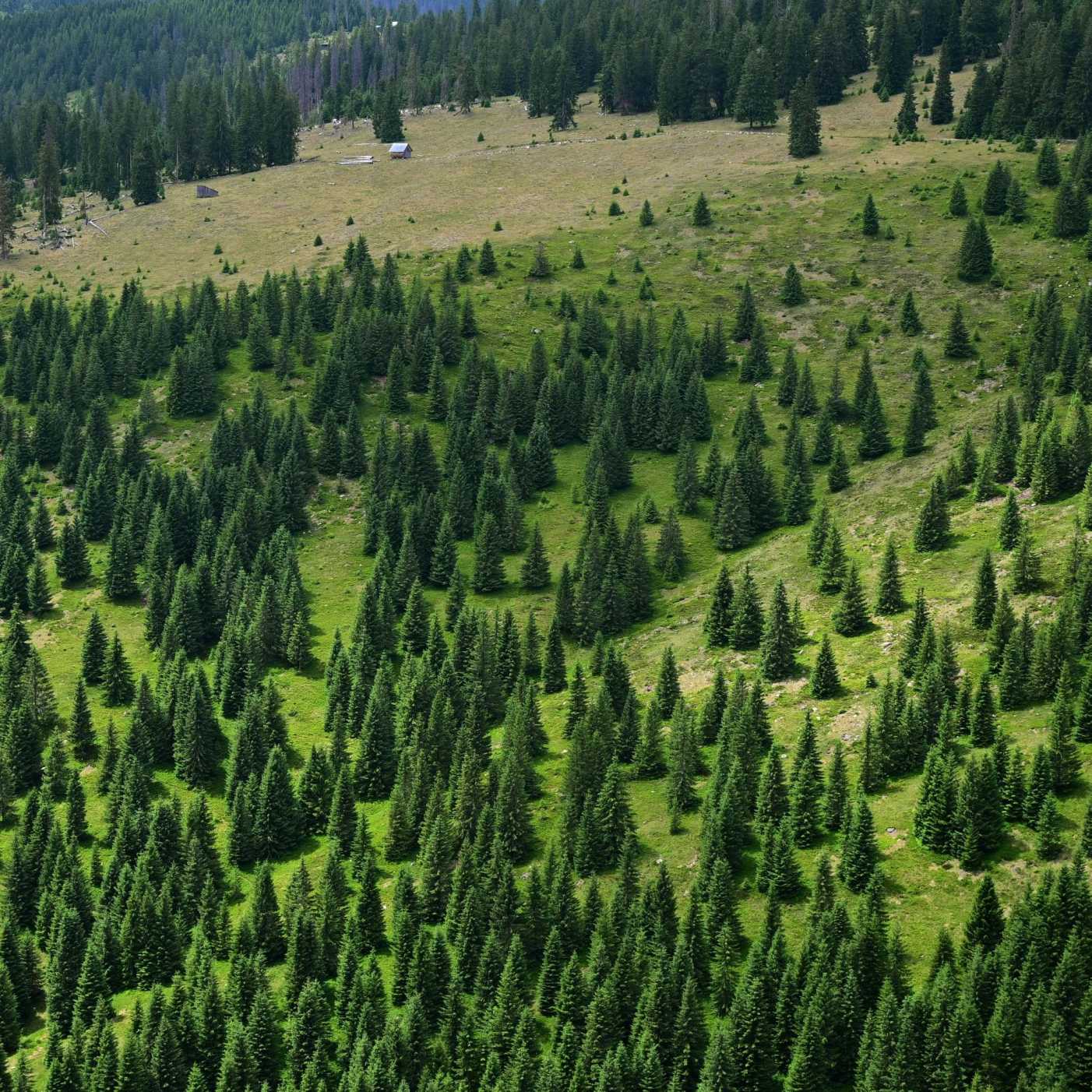 forest