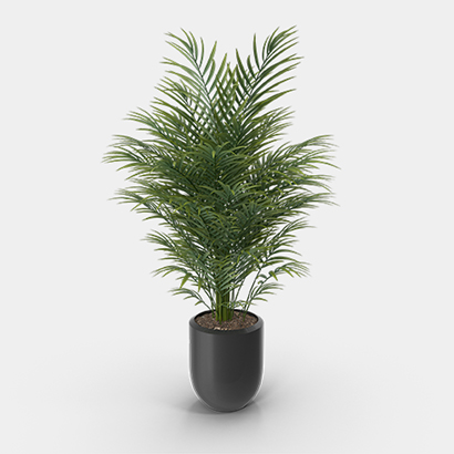 Potted plant