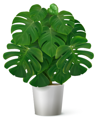 tropical plant